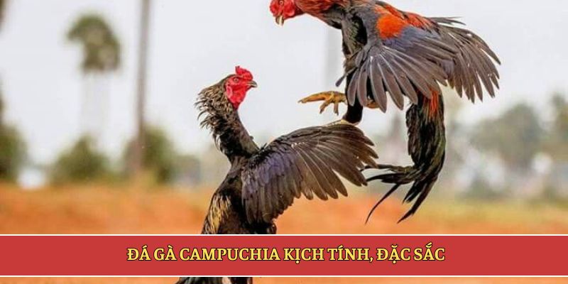 Đá gà Campuchia