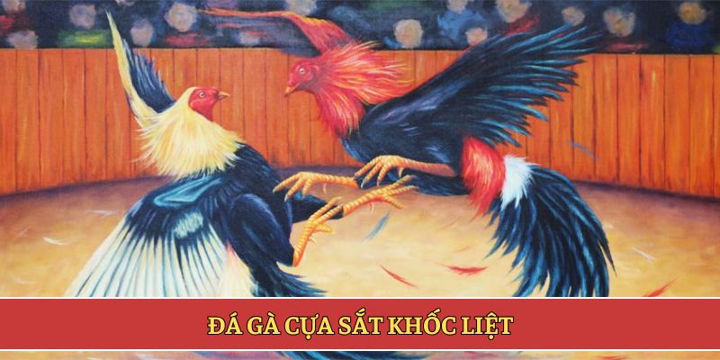 Đá gà cựa sắt khốc liệt