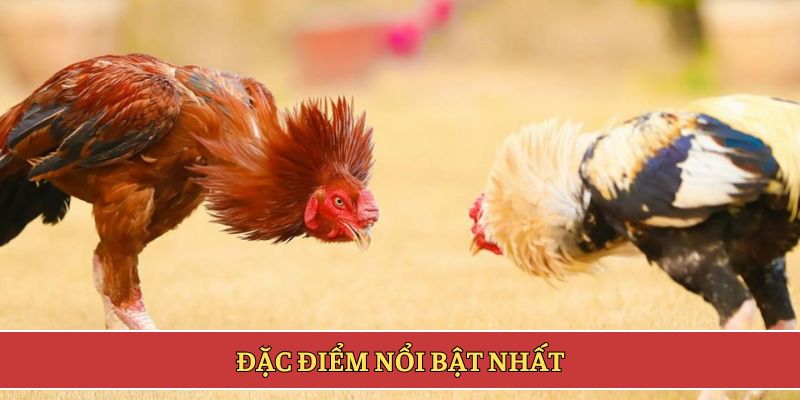 Đặc điểm nổi bật nhất