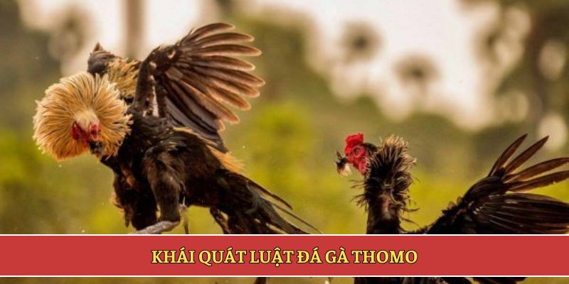 Khái quát luật đá gà Thomo