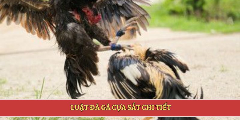Luật đá gà cựa sắt