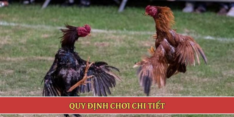 Quy định chơi chi tiết