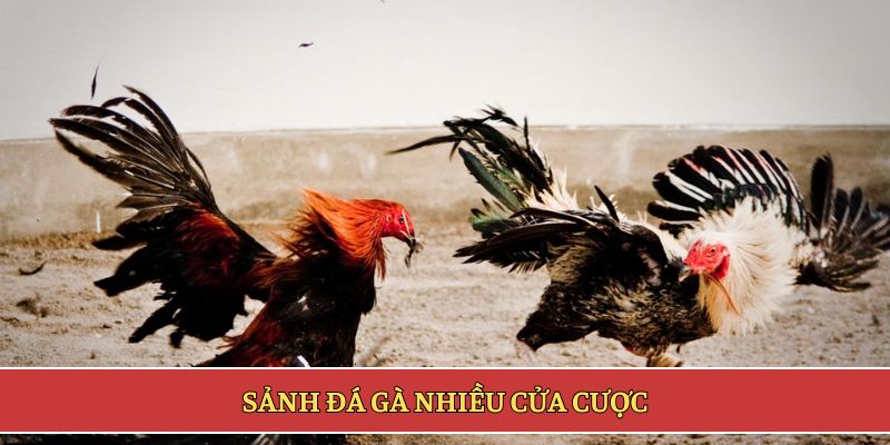 Sảnh đá gà nhiều cửa cược