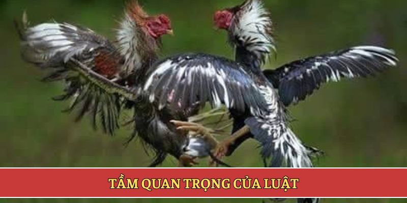 Tầm quan trọng của luật
