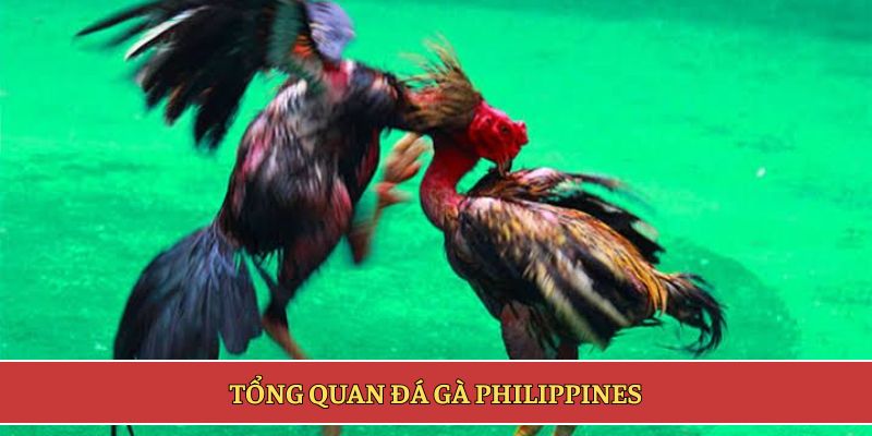 Tổng quan đá gà Philippines