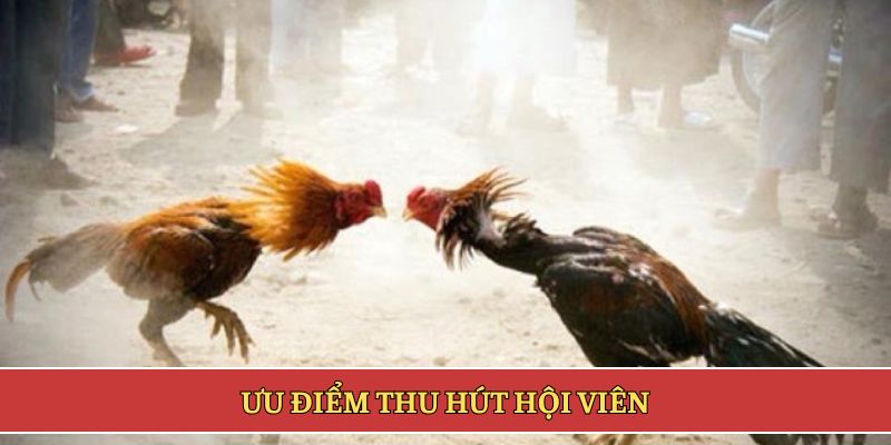 Ưu điểm thu hút hội viên